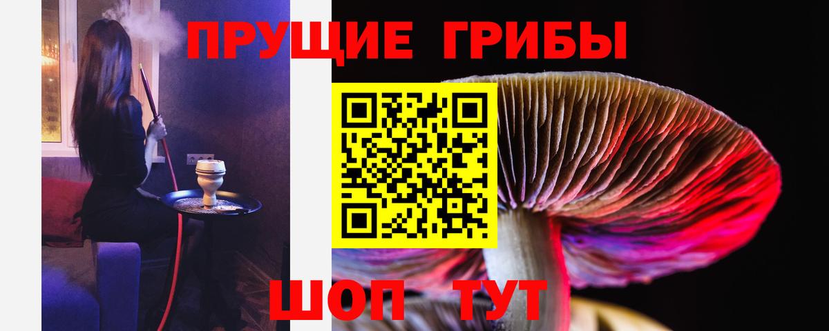 Псилоцибиновые грибы Psilocybine cubensis Асино