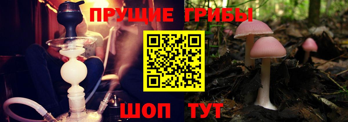 Псилоцибиновые грибы мицелий  Вход с VPN  Псилоцибиновые грибы Cubensis  Асино 